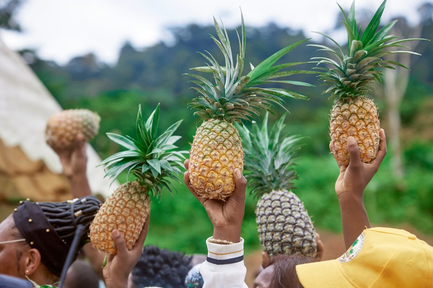 Ananas brandis par les planteurs