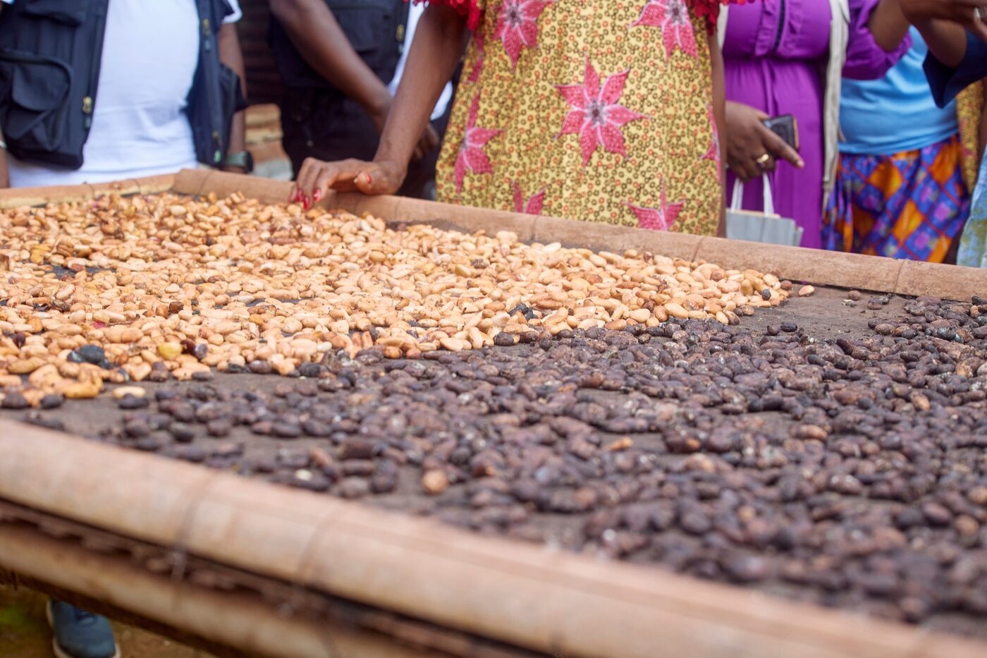 Fèves de cacao mises à sécher sur une claie